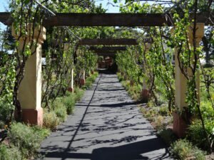 grape vines over walkway