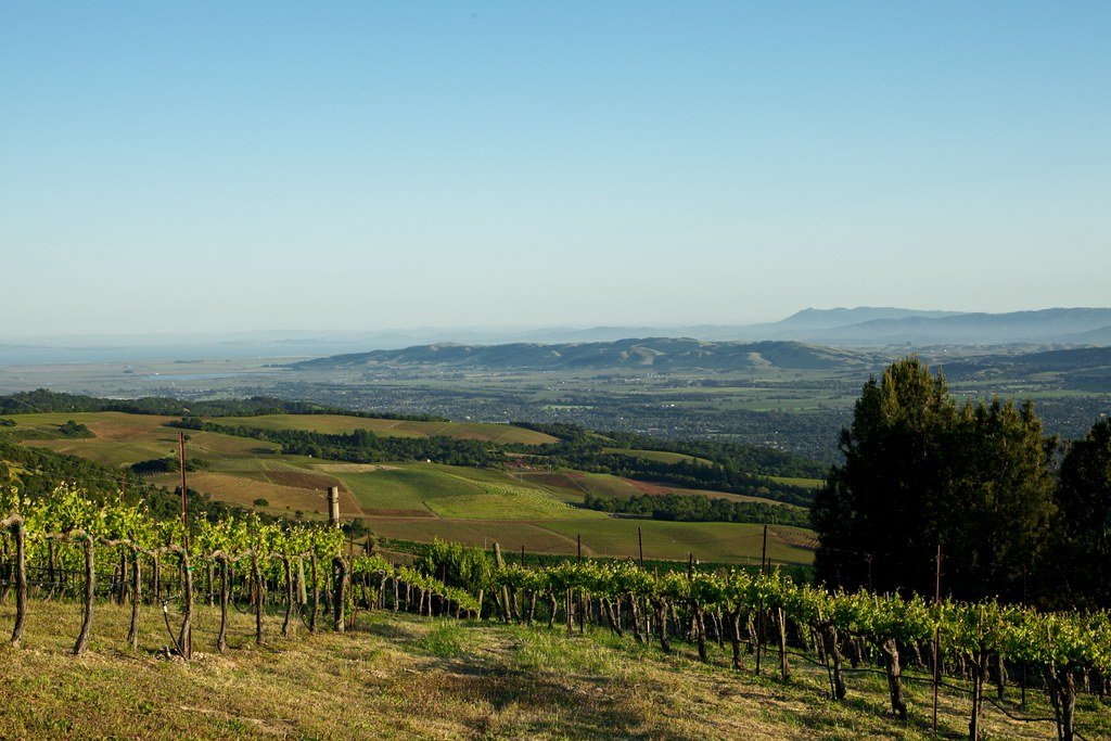 sonoma vineyards