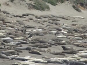 Elephant seals